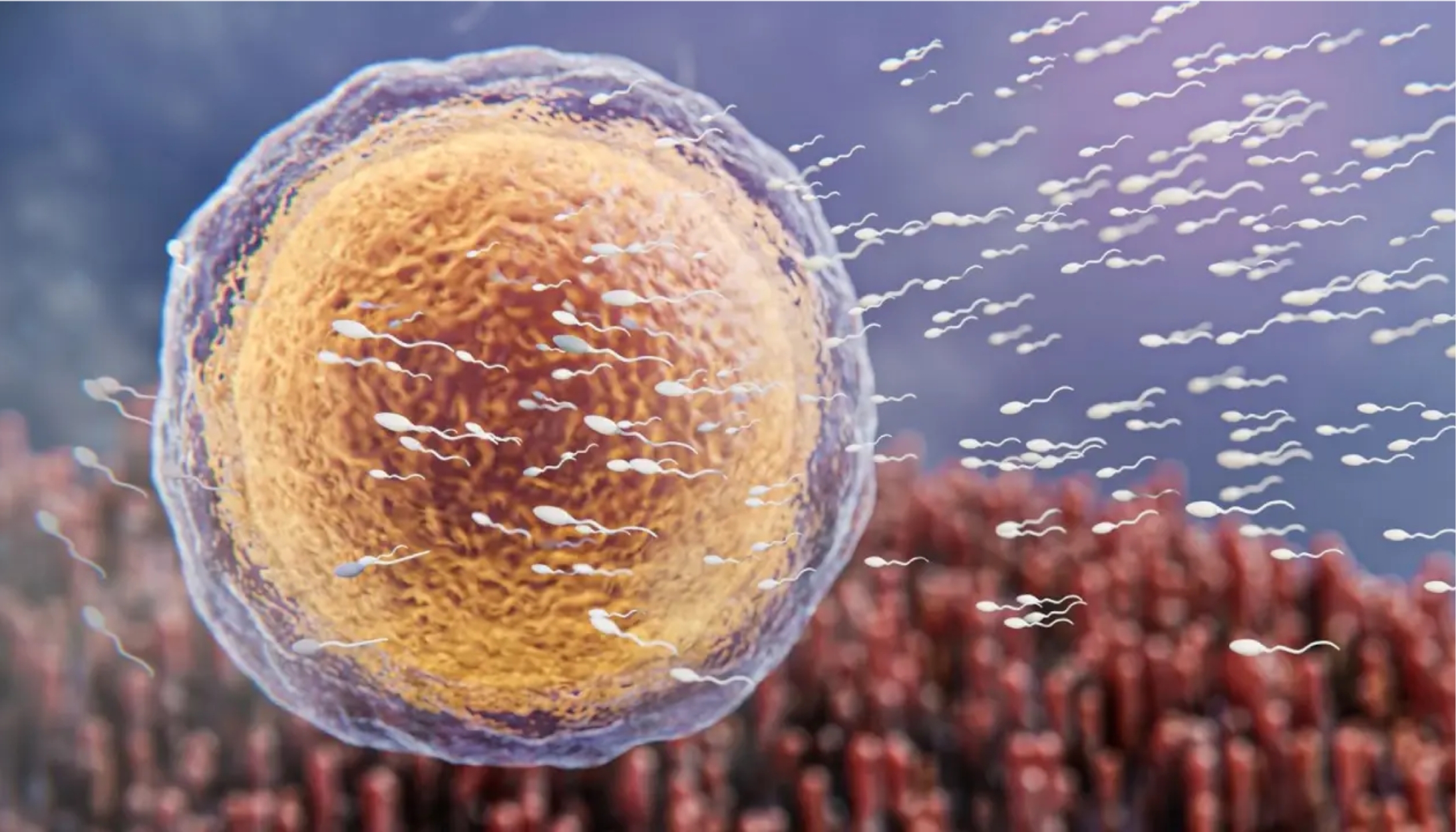 Best Azoospermia Treatment In Hyderabad - Dr Sravya Buggana